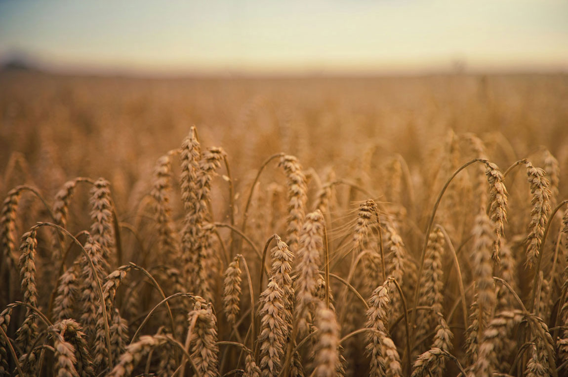 prezzo materie agricole